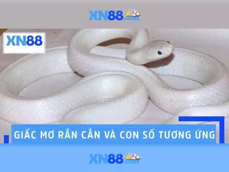 💎ti le ca cuộc bong da💎