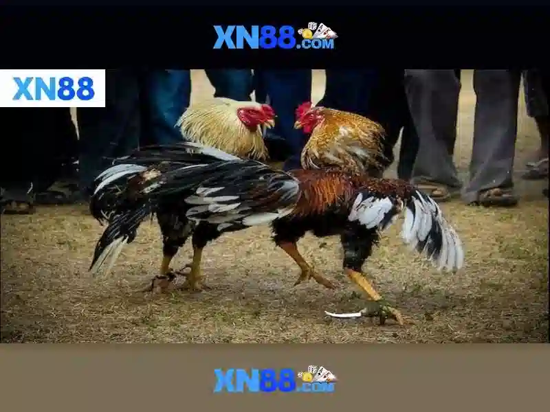 XN88 Trải Nghiệm - XN88