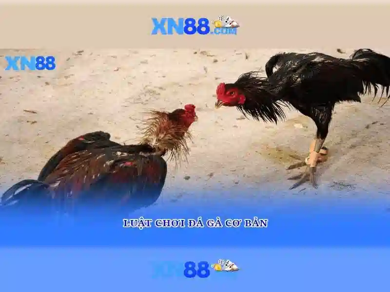 💎keo nha cai 90phut💎