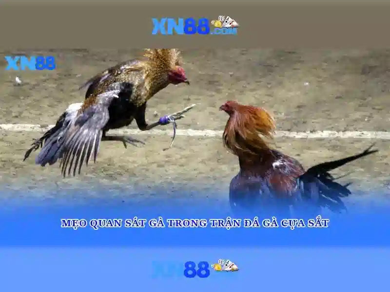 💎cá cược bóng đá phản tỷ số💎