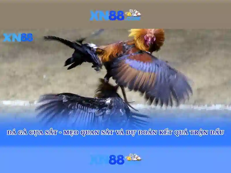 💎sv88 có uy tín không💎 - sv88 thaotruong - sv88 trực tiếp