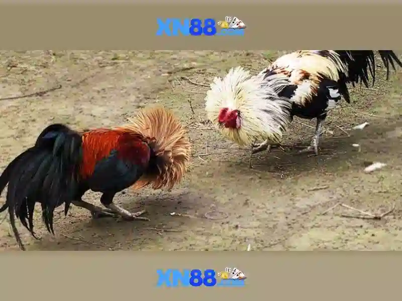 XN88 Có Uy Tín Không? Hướng Dẫn Chơi Slot Đơn Giản Tại XN88 2026 - XN88