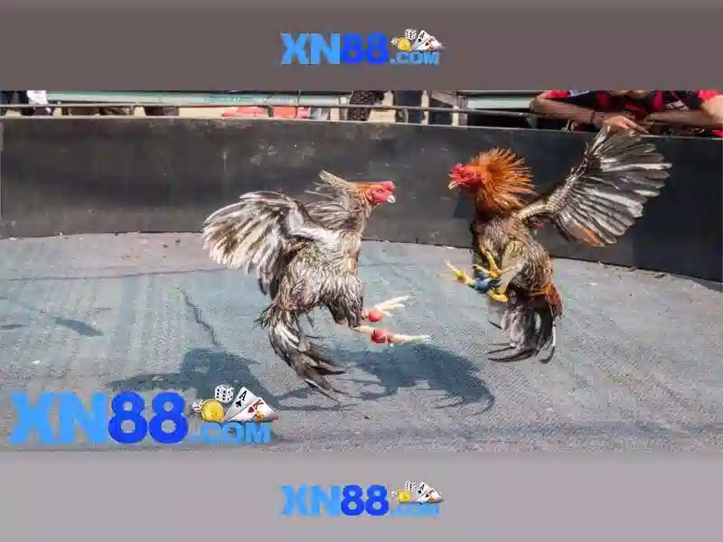 💎vụ đánh bạc trên mạng mới nhất💎