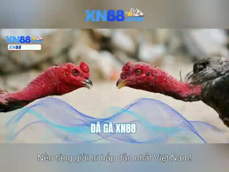 💎các nhà cái💎