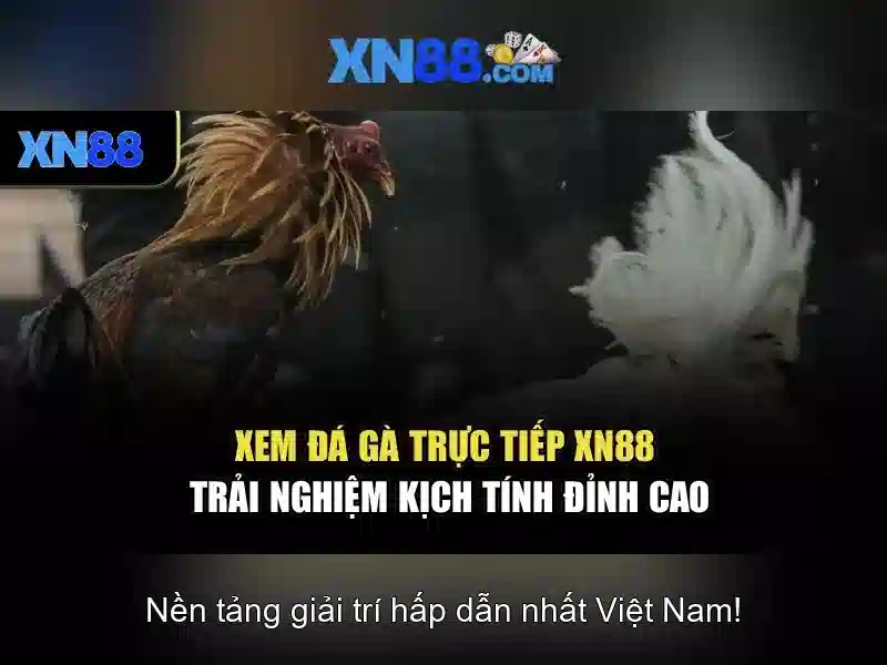 💎bình luận tội tổ chức đánh bạc💎