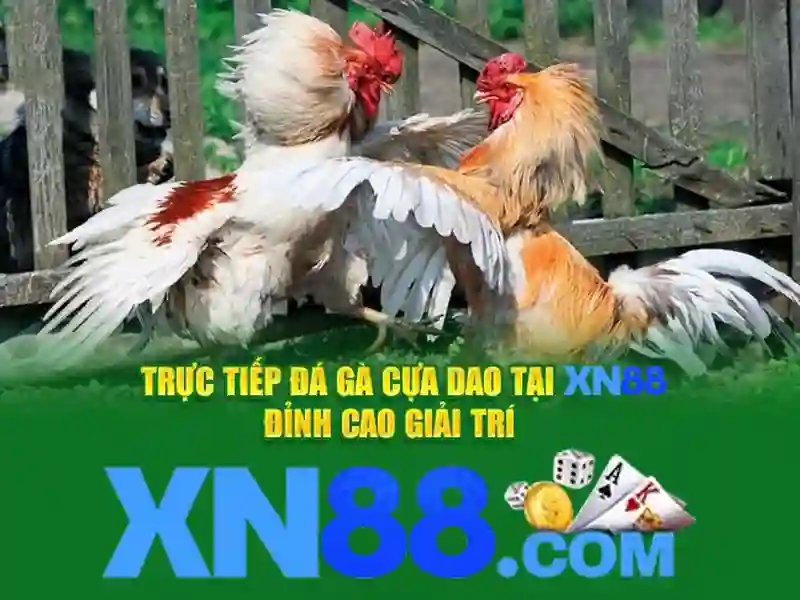 💎ca cuộc bong da💎